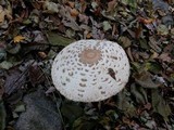 Chlorophyllum rachodes image