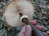 Chlorophyllum rachodes image