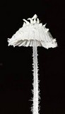 Amparoina spinosissima image