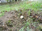 Stropharia coronilla image