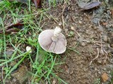 Stropharia coronilla image