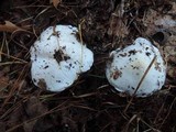 Tricholoma subresplendens image