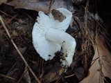 Tricholoma subresplendens image