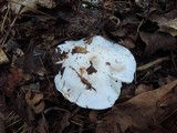 Tricholoma subresplendens image