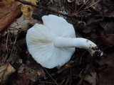 Tricholoma subresplendens image