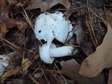 Tricholoma subresplendens image
