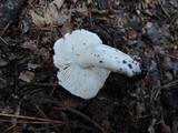 Tricholoma marquettense image