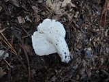 Tricholoma marquettense image