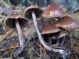 Panaeolus cinctulus image