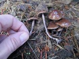 Panaeolus cinctulus image