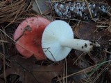Russula silvicola image