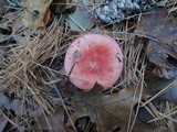 Russula silvicola image