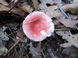 Russula silvicola image