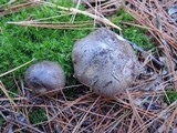 Tricholoma portentosum image
