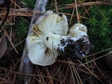 Tricholoma portentosum image