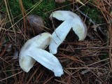 Tricholoma portentosum image