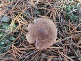 Tricholoma imbricatum image