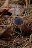 Mycena griseoviridis image