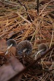 Mycena griseoviridis image