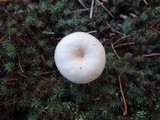 Clitocybe metachroa image