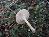 Clitocybe metachroa image