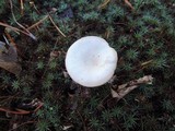 Clitocybe metachroa image