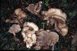 Clitocybe concava image