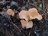 Guepinia helvelloides image
