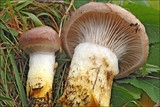 Gomphidius glutinosus image