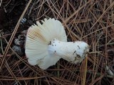 Russula cessans image