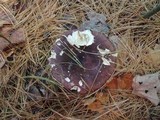 Russula xerampelina image