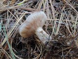 Clitocybe martiorum image