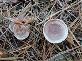 Clitocybe martiorum image