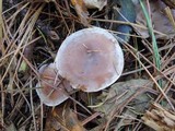 Clitocybe martiorum image
