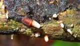 Dacryopinax elegans image