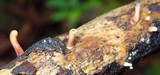 Dacryopinax elegans image
