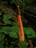 Phallus rubicundus image