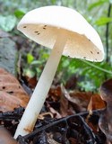 Rhodocollybia maculata image