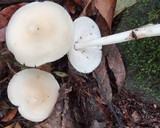 Rhodocollybia maculata image