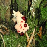 Hydnellum peckii image