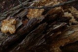 Hericium americanum image