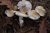 Hygrophorus flavodiscus image