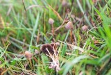 Psilocybe semilanceata image