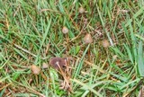 Psilocybe semilanceata image