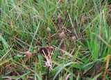 Psilocybe semilanceata image