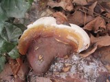 Ganoderma polychromum image