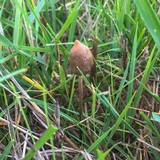 Psilocybe semilanceata image