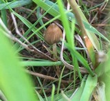 Psilocybe semilanceata image