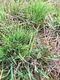Psilocybe semilanceata image
