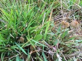 Psilocybe semilanceata image